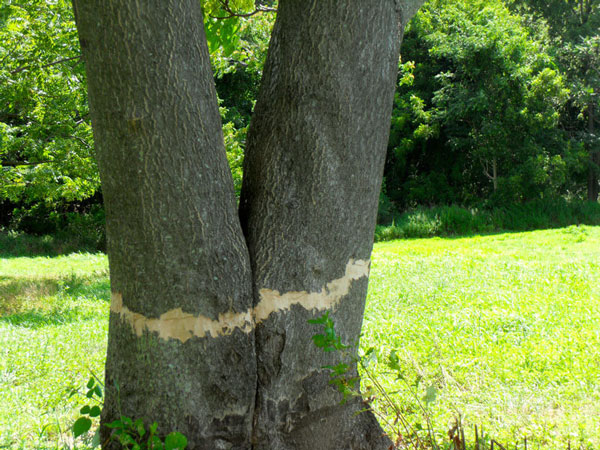 Ailanthus Tree