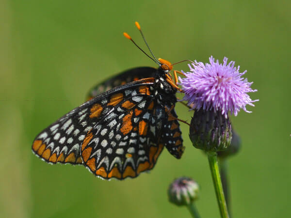 Baltimore Checkerspot Butterfly