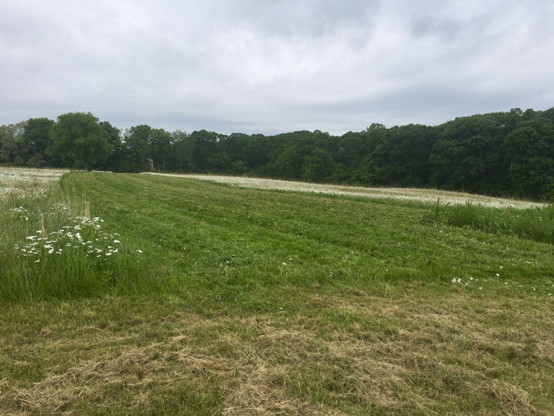 Mowed invasive area