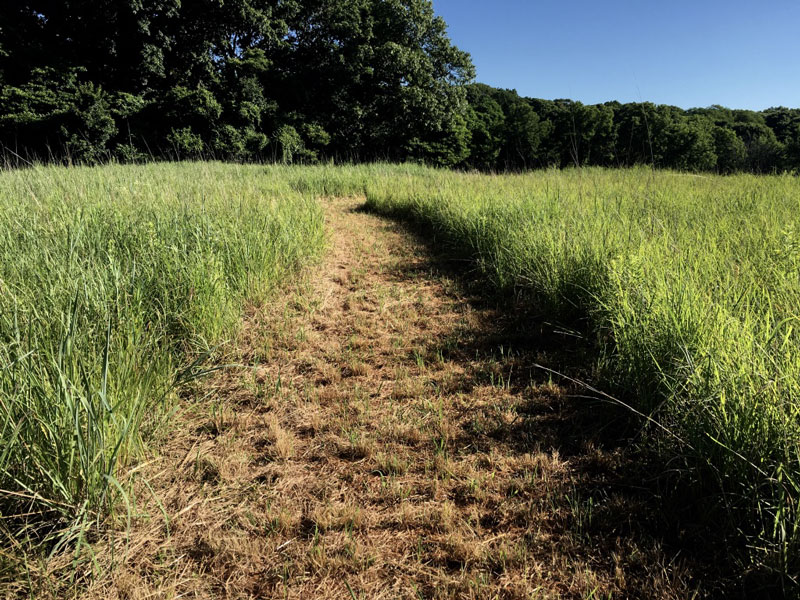 Grassland footpath