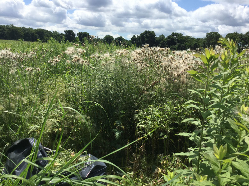 Canada thistle heads