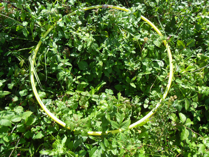 Grassland Hula Hoop