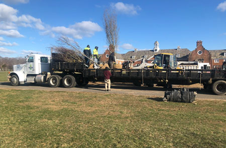 Tree on Truck