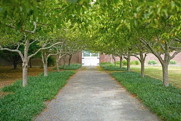 Courtyard Garden