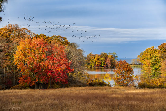 autumn